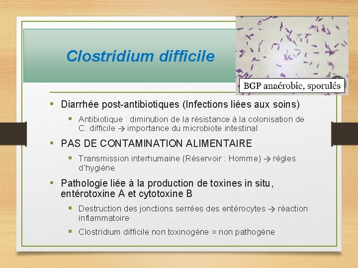 Clostridium difficile • Diarrhée post-antibiotiques (Infections liées aux soins) § Antibiotique : diminution de