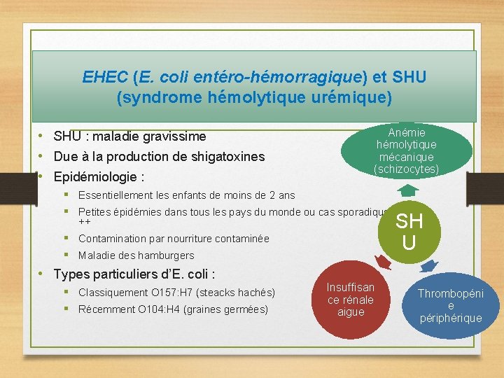 EHEC (E. coli entéro-hémorragique) et SHU (syndrome hémolytique urémique) • SHU : maladie gravissime