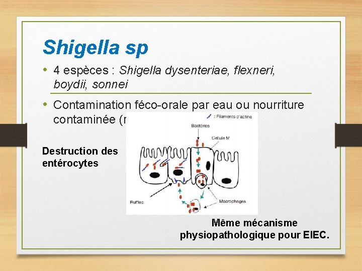 Shigella sp • 4 espèces : Shigella dysenteriae, flexneri, boydii, sonnei • Contamination féco-orale