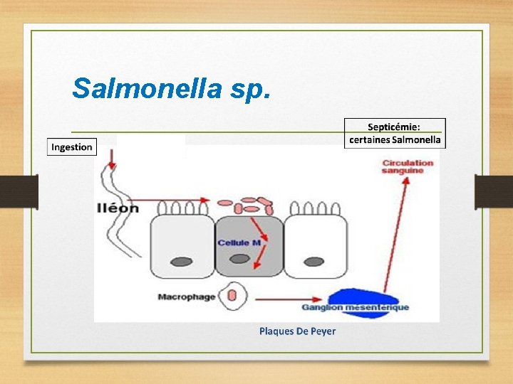 Salmonella sp. 