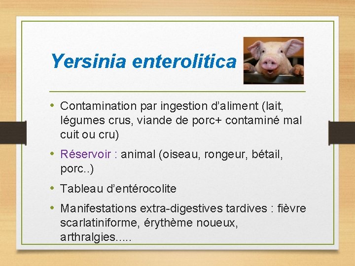 Yersinia enterolitica • Contamination par ingestion d’aliment (lait, légumes crus, viande de porc+ contaminé