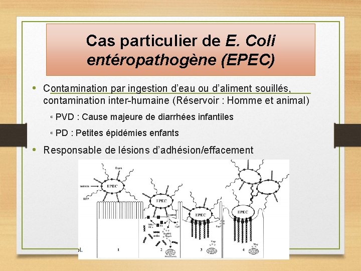 Cas particulier de E. Coli entéropathogène (EPEC) • Contamination par ingestion d’eau ou d’aliment