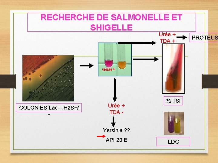 RECHERCHE DE SALMONELLE ET SHIGELLE Urée + TDA + COLONIES Lac –, H 2