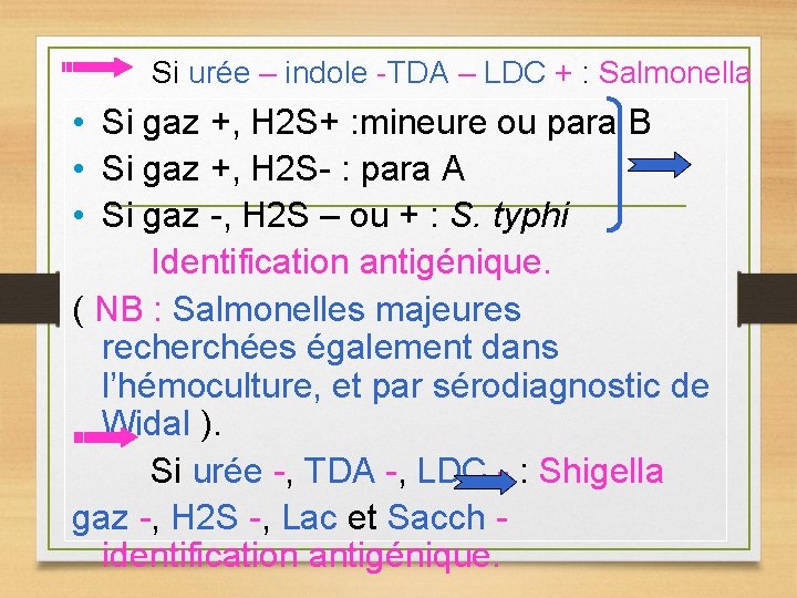 Si urée – indole -TDA – LDC + : Salmonella • Si gaz +,