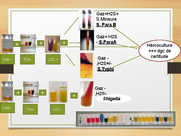 Gaz+H 2 S+ S. Mineure S. Para B Urée - TDA- + Urée -