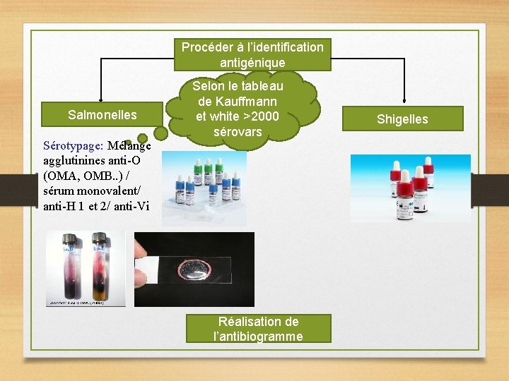 Procéder à l’identification antigénique Salmonelles Sérotypage: Mélange agglutinines anti-O (OMA, OMB. . ) /