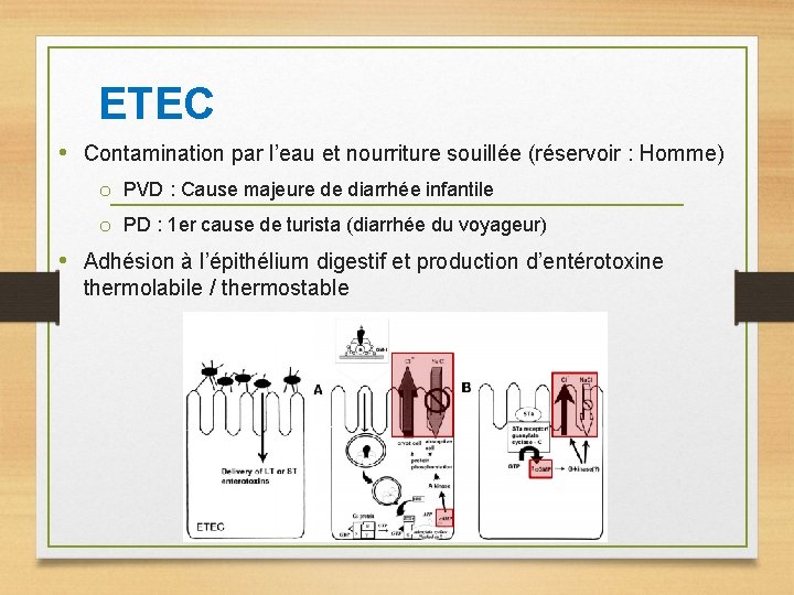 ETEC • Contamination par l’eau et nourriture souillée (réservoir : Homme) o PVD :