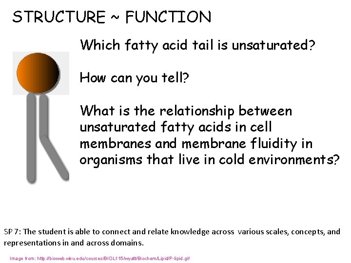 STRUCTURE ~ FUNCTION Which fatty acid tail is unsaturated? How can you tell? What