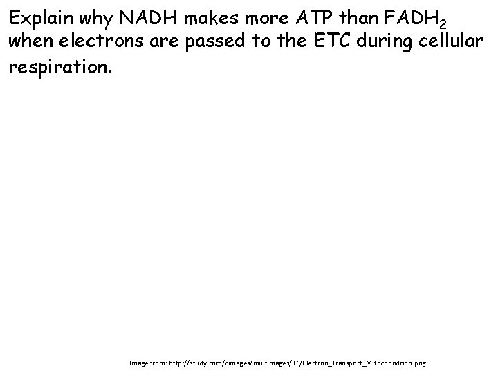 Explain why NADH makes more ATP than FADH 2 when electrons are passed to