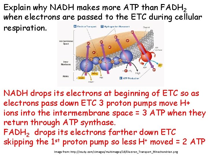 Explain why NADH makes more ATP than FADH 2 when electrons are passed to