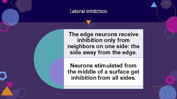 Lateral inhibition The edge neurons receive inhibition only from neighbors on one side: the