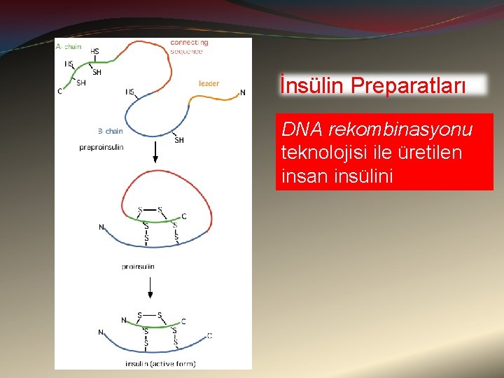 İnsülin Preparatları DNA rekombinasyonu teknolojisi ile üretilen insan insülini 