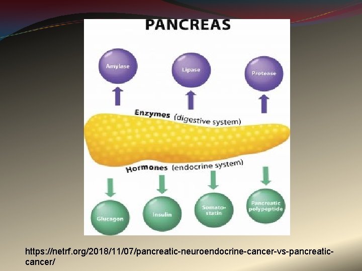 https: //netrf. org/2018/11/07/pancreatic-neuroendocrine-cancer-vs-pancreaticcancer/ 