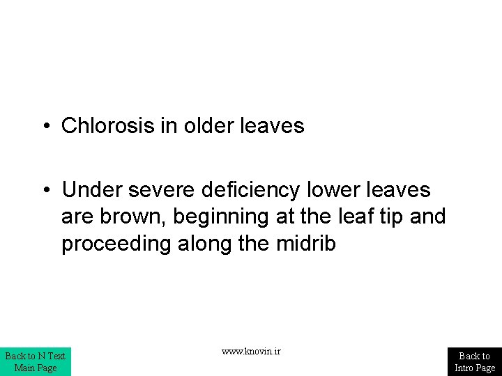  • Chlorosis in older leaves • Under severe deficiency lower leaves are brown,