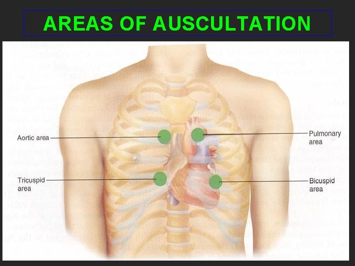 AREAS OF AUSCULTATION 