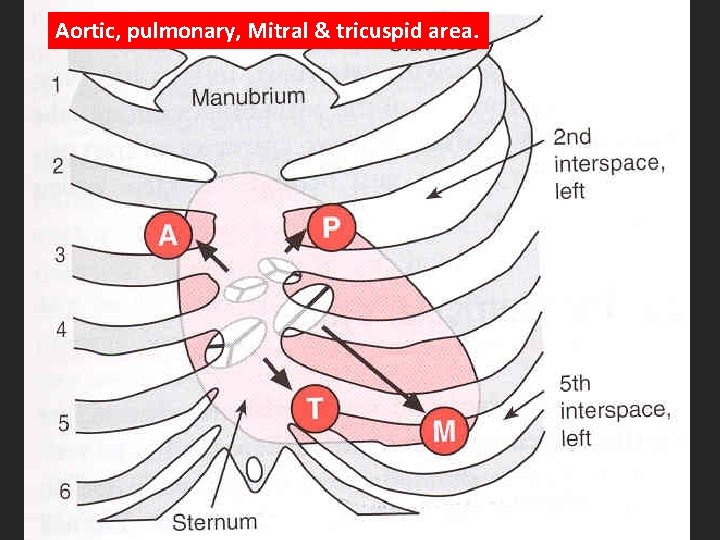Aortic, pulmonary, Mitral & tricuspid area. 