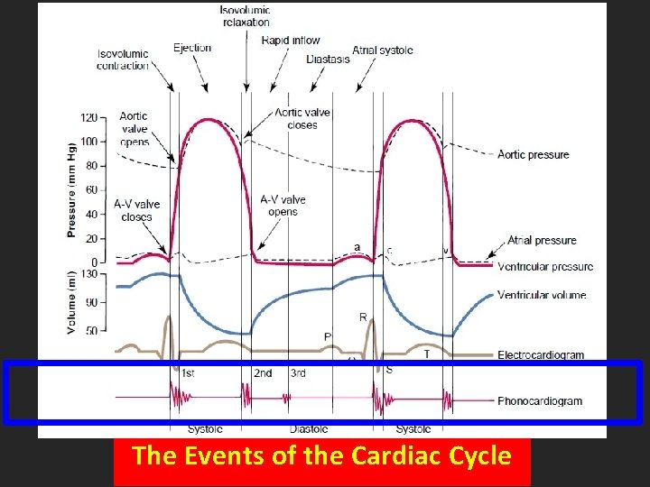 The Events of the Cardiac Cycle 