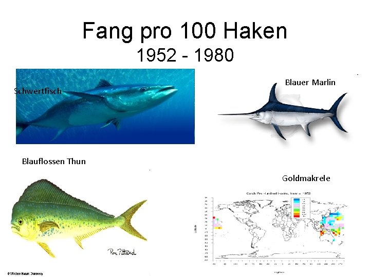 Fang pro 100 Haken 1952 - 1980 Schwertfisch Blauer Marlin Blauflossen Thun Goldmakrele 