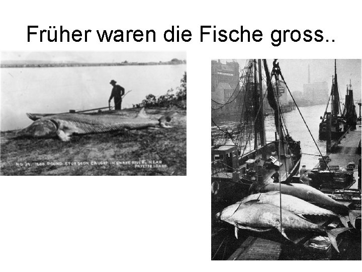 Früher waren die Fische gross. . 