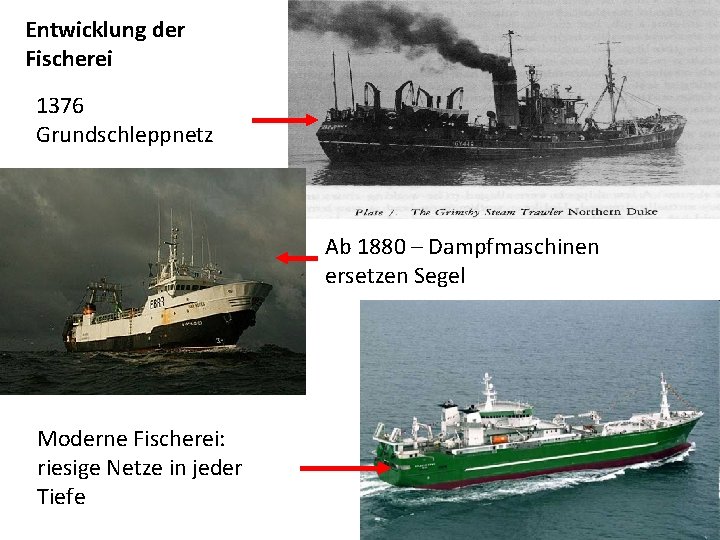 Entwicklung der Fischerei 1376 Grundschleppnetz Ab 1880 – Dampfmaschinen ersetzen Segel Moderne Fischerei: riesige