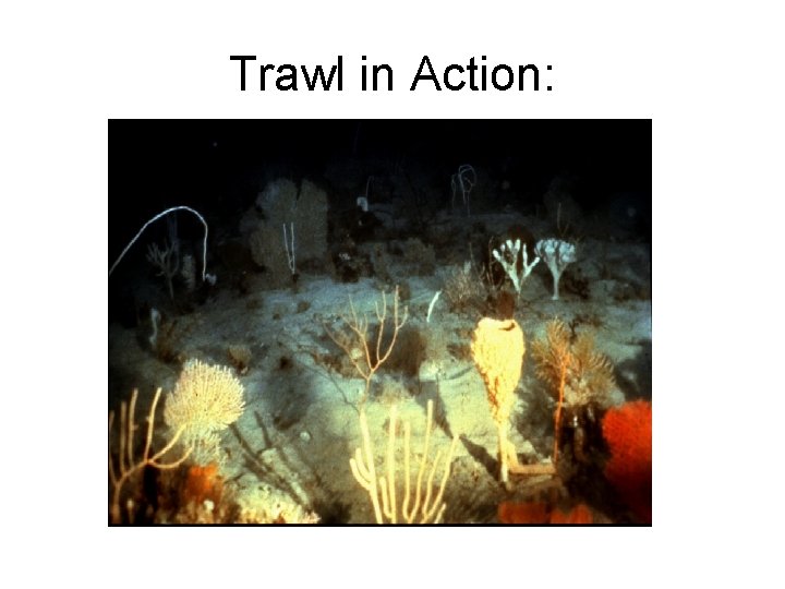 Trawl in Action: 