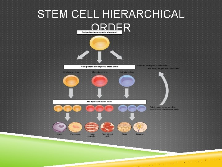 STEM CELL HIERARCHICAL ORDER 