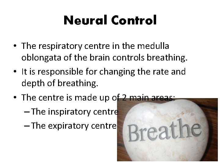 Neural Control • The respiratory centre in the medulla oblongata of the brain controls