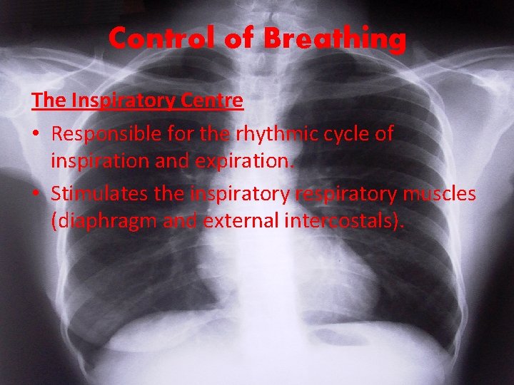 Control of Breathing The Inspiratory Centre • Responsible for the rhythmic cycle of inspiration