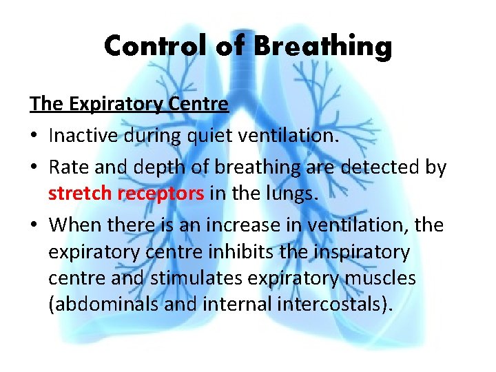 Control of Breathing The Expiratory Centre • Inactive during quiet ventilation. • Rate and