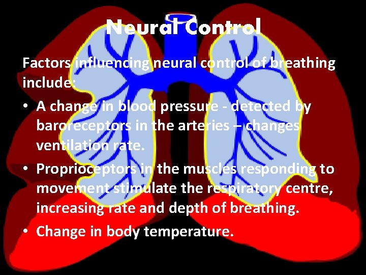 Neural Control Factors influencing neural control of breathing include: • A change in blood