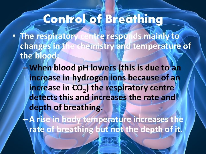 Control of Breathing • The respiratory centre responds mainly to changes in the chemistry