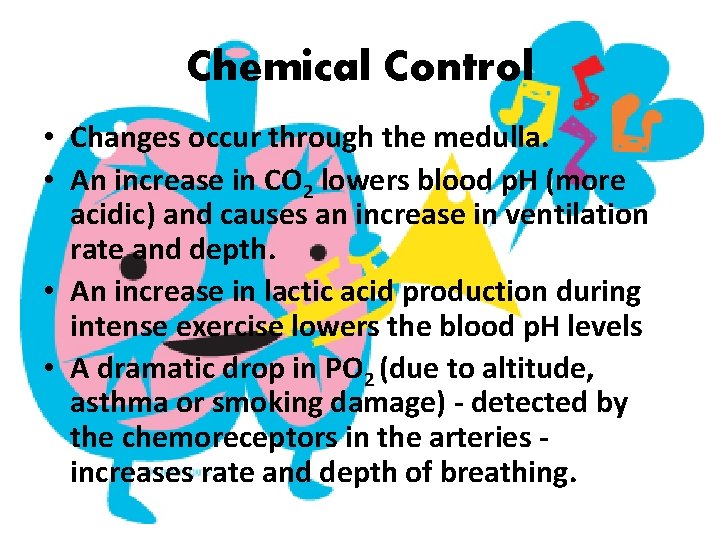Chemical Control • Changes occur through the medulla. • An increase in CO 2