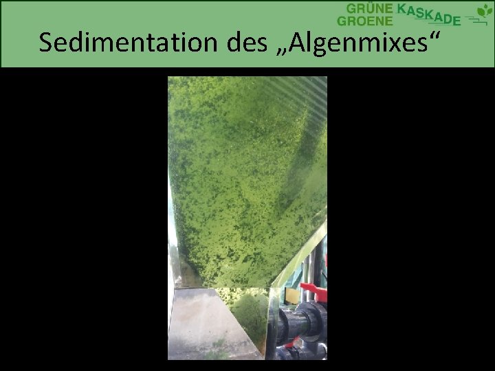 Sedimentation des „Algenmixes“ 