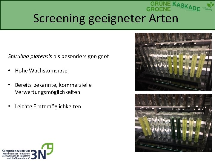 Screening geeigneter Arten Spirulina platensis als besonders geeignet • Hohe Wachstumsrate • Bereits bekannte,