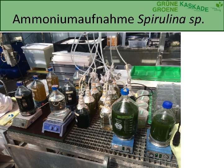 Ammoniumaufnahme Spirulina sp. 
