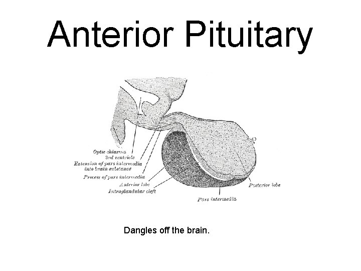 Anterior Pituitary Dangles off the brain. 