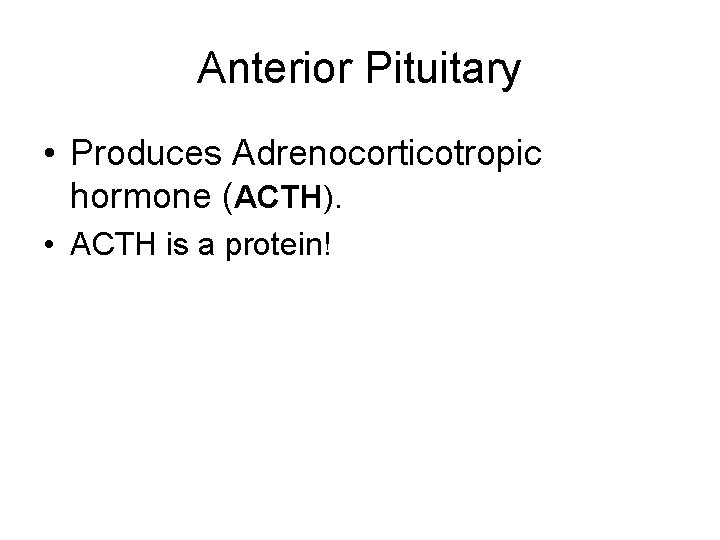 Anterior Pituitary • Produces Adrenocorticotropic hormone (ACTH). • ACTH is a protein! 