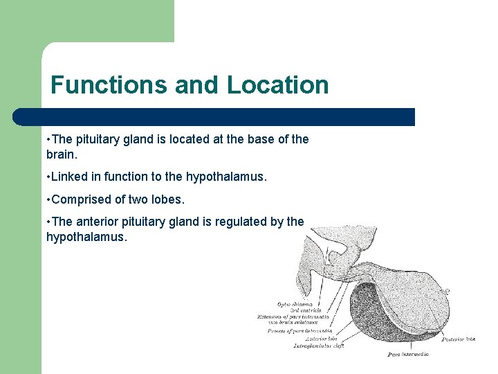Functions and Location • The pituitary gland is located at the base of the