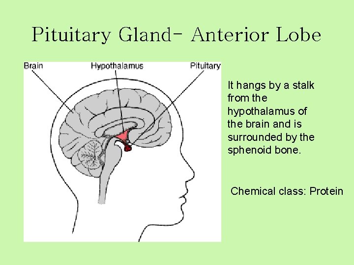 Pituitary Gland- Anterior Lobe It hangs by a stalk from the hypothalamus of the