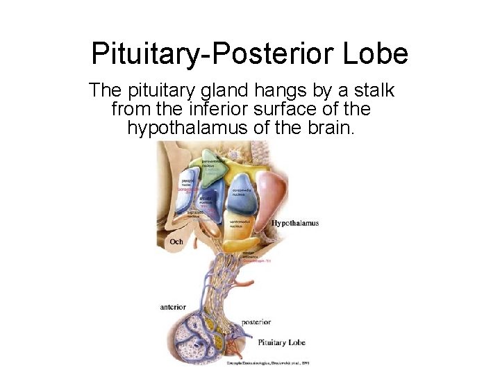 Pituitary-Posterior Lobe The pituitary gland hangs by a stalk from the inferior surface of
