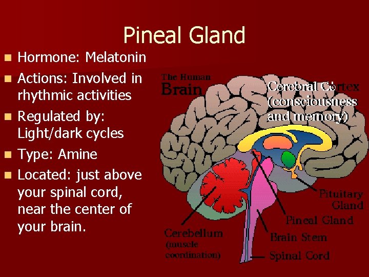 Pineal Gland n n n Hormone: Melatonin Actions: Involved in rhythmic activities Regulated by: