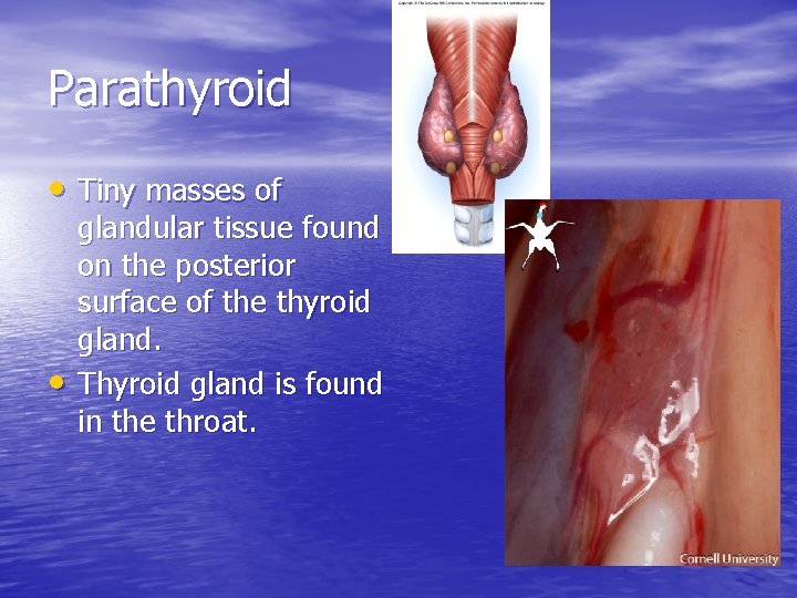 Parathyroid • Tiny masses of • glandular tissue found on the posterior surface of