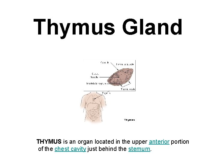 Thymus Gland THYMUS is an organ located in the upper anterior portion of the