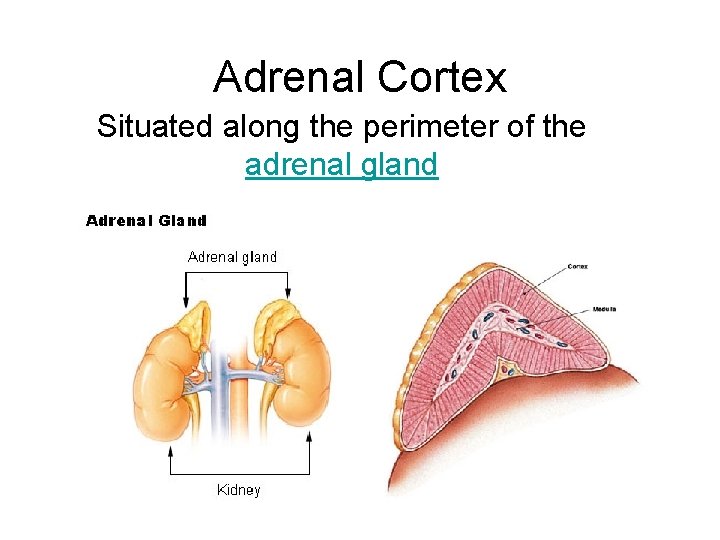 Adrenal Cortex Situated along the perimeter of the adrenal gland 