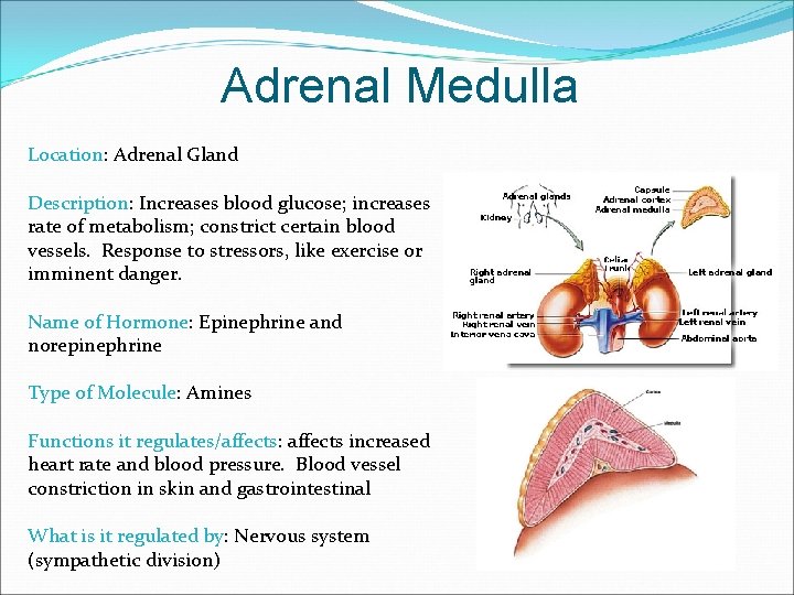 Adrenal Medulla Location: Adrenal Gland Description: Increases blood glucose; increases rate of metabolism; constrict