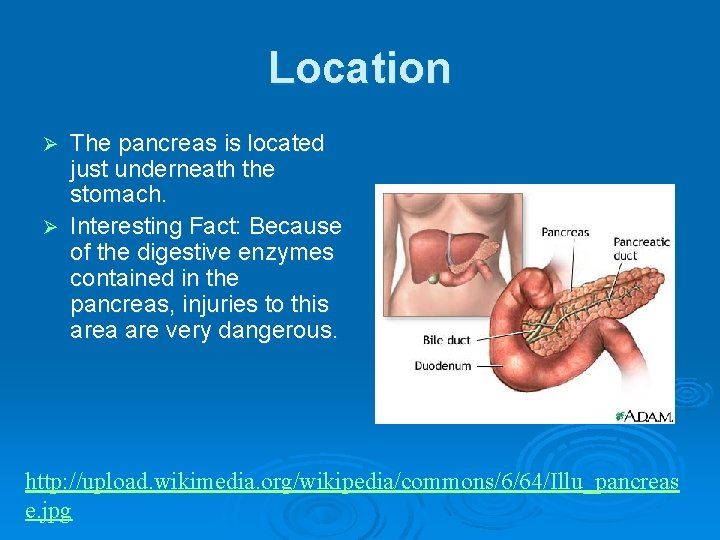 Location The pancreas is located just underneath the stomach. Ø Interesting Fact: Because of