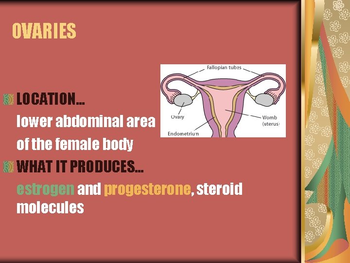 OVARIES LOCATION… lower abdominal area of the female body WHAT IT PRODUCES… estrogen and