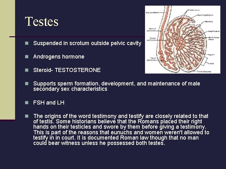 Testes n Suspended in scrotum outside pelvic cavity n Androgens hormone n Steroid- TESTOSTERONE