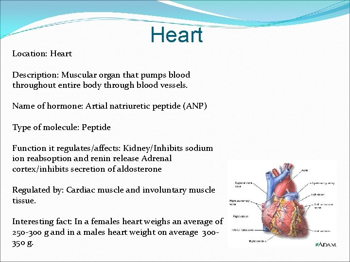 Heart Location: Heart Description: Muscular organ that pumps blood throughout entire body through blood