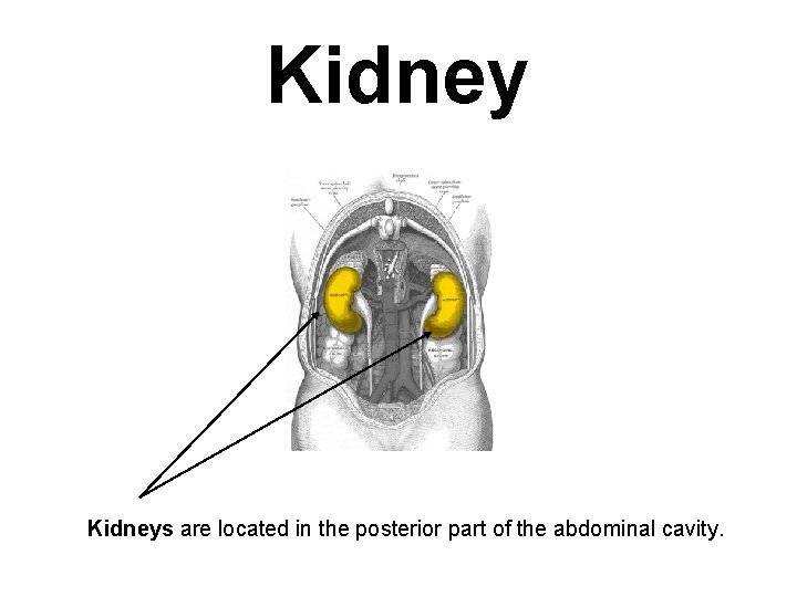 Kidneys are located in the posterior part of the abdominal cavity. 